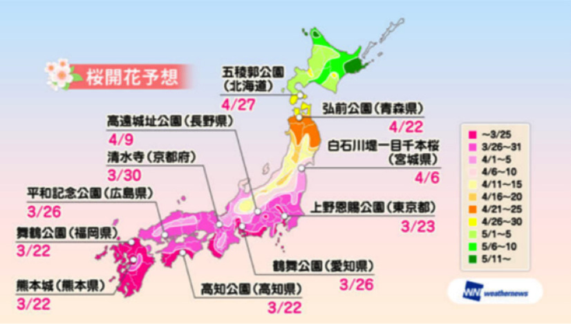 桜の開花予想が発表に！熊本3月22日、上野23日