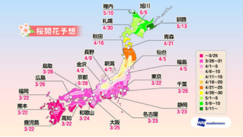 桜の開花予想が発表に！熊本3月22日、上野23日