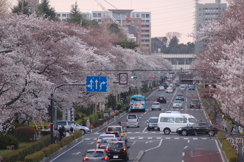 4人に1人は花見に行かない？全国の花見事情をウェザーニューズが調査