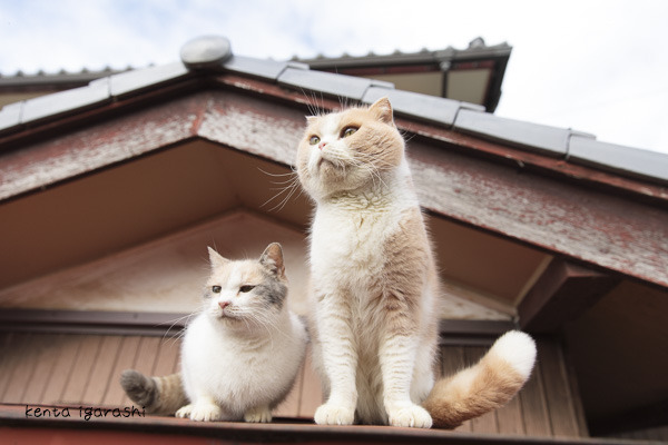 『飛び猫』写真展が開催！「春の飛び猫写真展　全国巡回」栃木・福島・京都の3都市で！