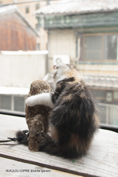 『飛び猫』写真展が開催！「春の飛び猫写真展　全国巡回」栃木・福島・京都の3都市で！