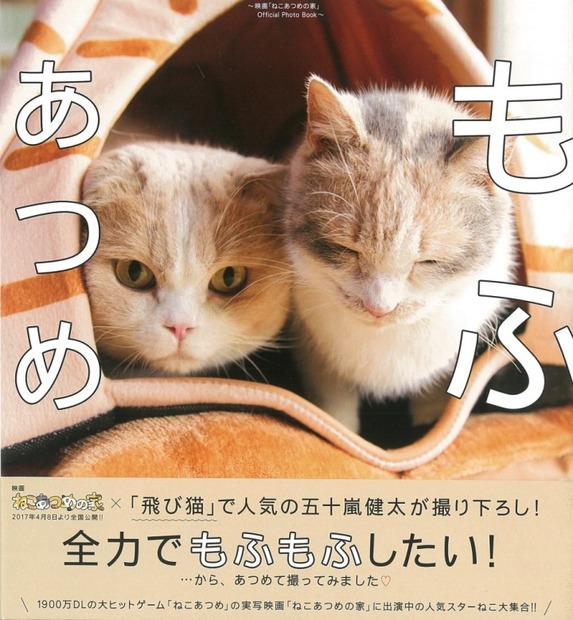 『飛び猫』写真展が開催！「春の飛び猫写真展　全国巡回」栃木・福島・京都の3都市で！
