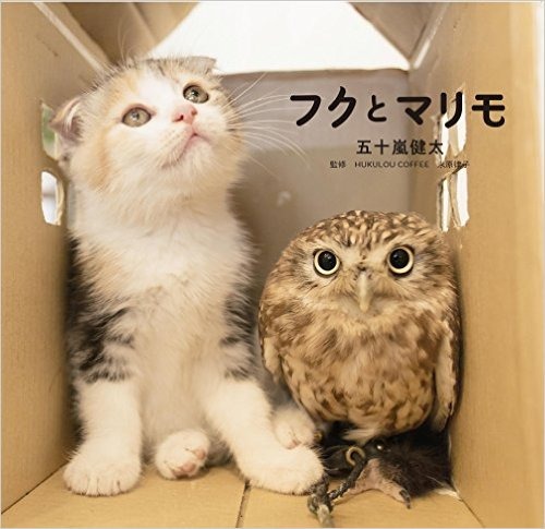 『飛び猫』写真展が開催！「春の飛び猫写真展　全国巡回」栃木・福島・京都の3都市で！