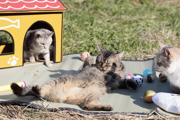 『飛び猫』写真展が開催！「春の飛び猫写真展　全国巡回」栃木・福島・京都の3都市で！