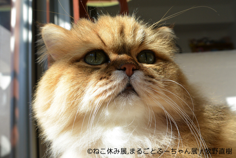 「ねこ休み展」のゴールデンウィーク巡回展とスピンオフ企画の開催が決定