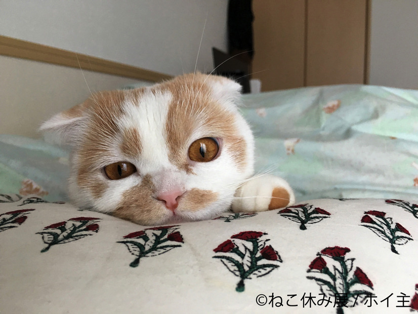 「ねこ休み展」のゴールデンウィーク巡回展とスピンオフ企画の開催が決定