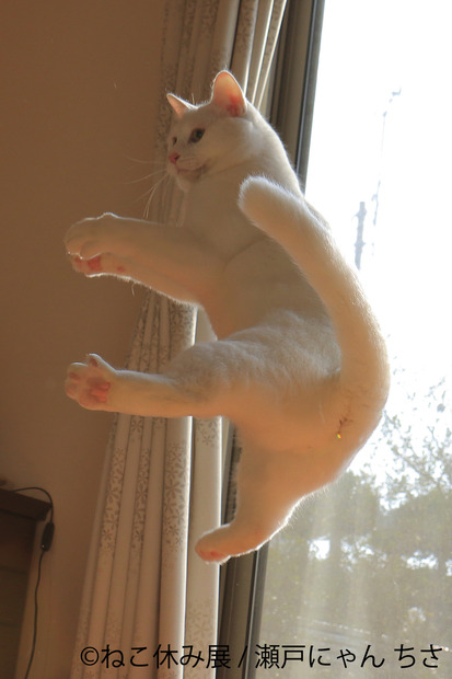 「ねこ休み展」のゴールデンウィーク巡回展とスピンオフ企画の開催が決定