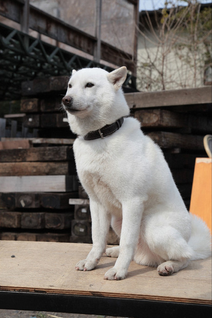 北海道犬の海斗くん