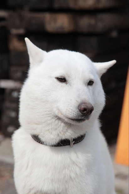 北海道犬の海斗くん