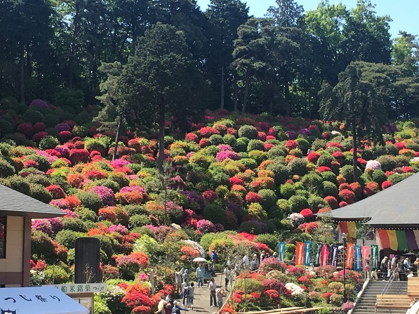 約2万本のつづじが斜面に！火渡り荒行も