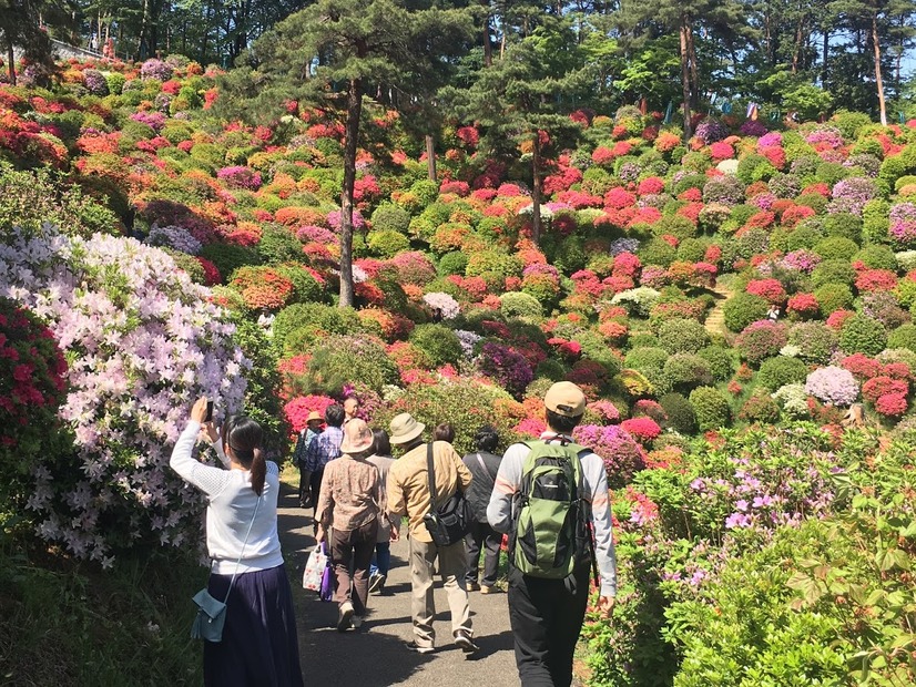 約2万本のつづじが斜面に！火渡り荒行も