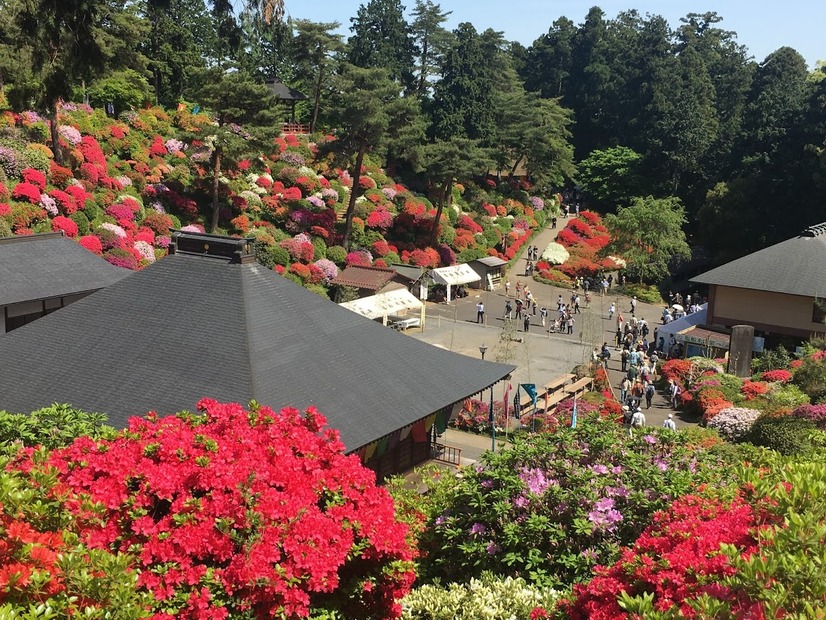 約2万本のつづじが斜面に！火渡り荒行も