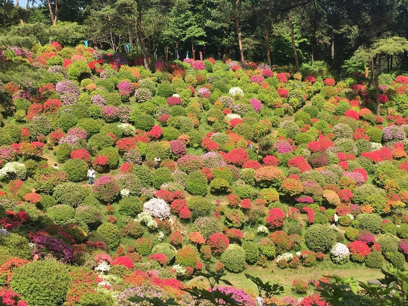 約2万本のつづじが斜面に！火渡り荒行も