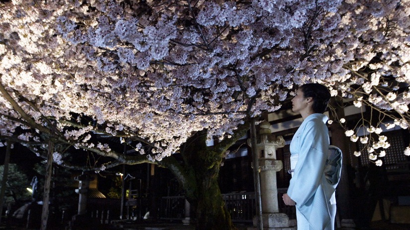 『京都人の密かな愉しみ』シリーズ最終話「桜散る」編が13日放送！