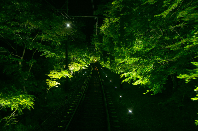 ライトアップされた青もみじは幻想的な光景