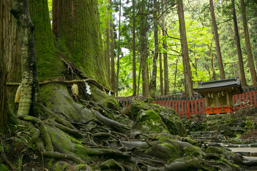 縁結びでも有名な貴船神社のご神木「相生の大杉」