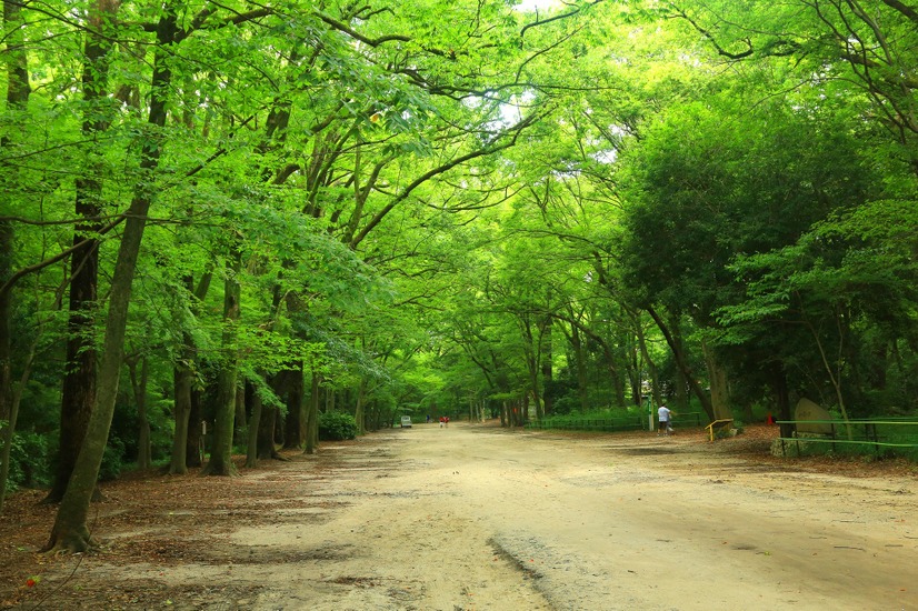 下鴨神社の鎮守の森、原生林が茂る“糺の森”