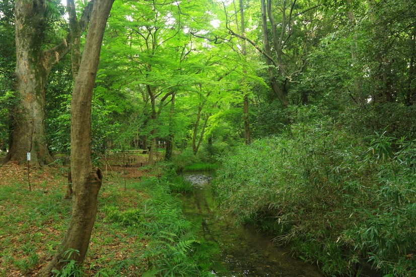 “糺の森”は雨の日でも森の香りが濃くなり気持ちがいい