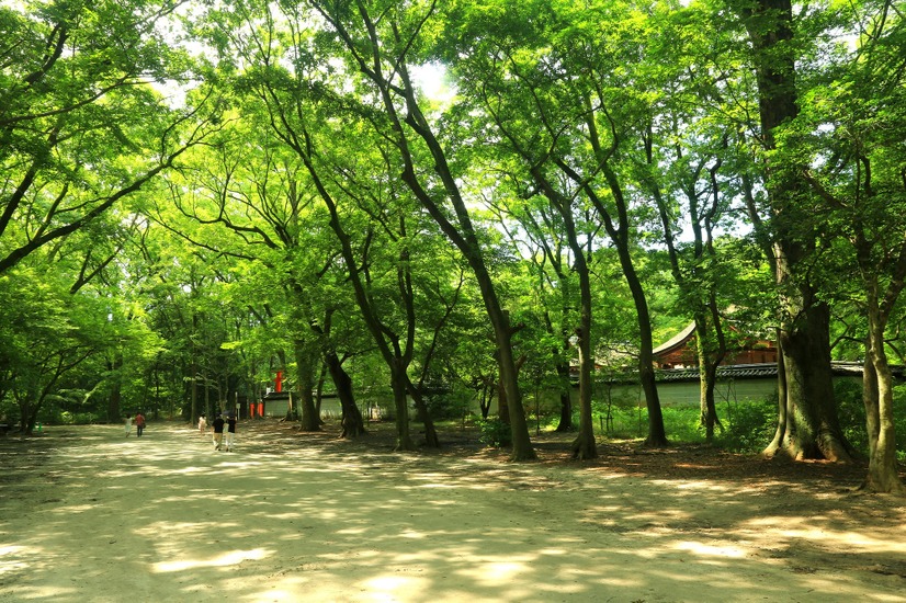 “糺の森”は雨の日でも森の香りが濃くなり気持ちがいい