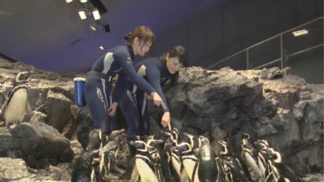 川栄李奈、水族館飼育員に挑戦！一人前の飼育員として認められるのか？