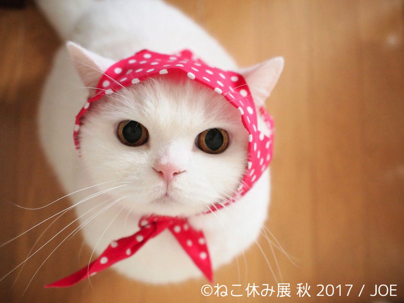 「ねこ休み展 秋 2017」の開催が決定！新作も多数展示