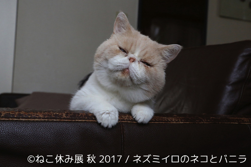 「ねこ休み展 秋 2017」の開催が決定！新作も多数展示