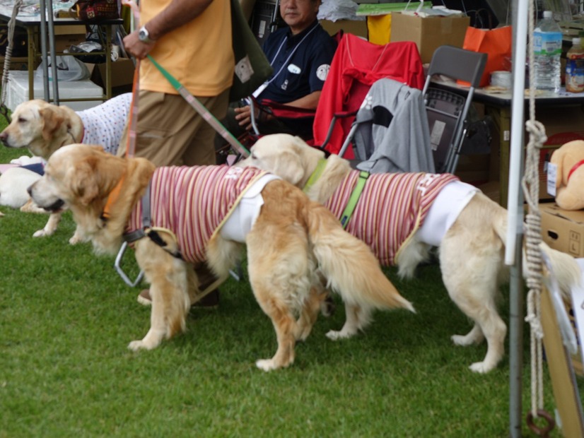 【八ヶ岳ドッグフェスタ　Vol.2】来場者が増加中！愛犬と楽しみ、犬について学んだ2日間