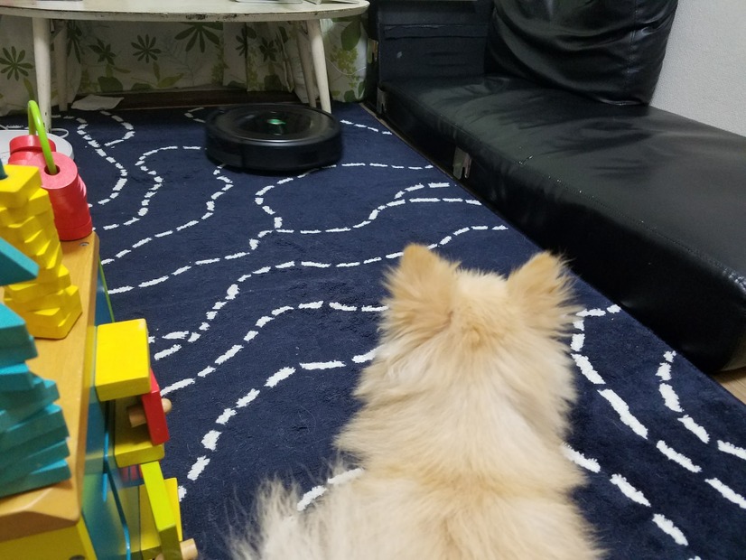 距離を保ちながら眺めているお犬様