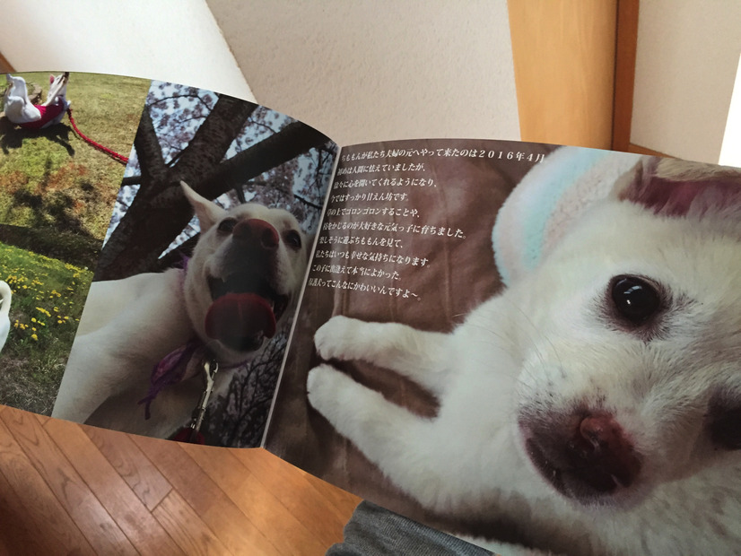 保護犬写真集のクラウドファンディングがスタート