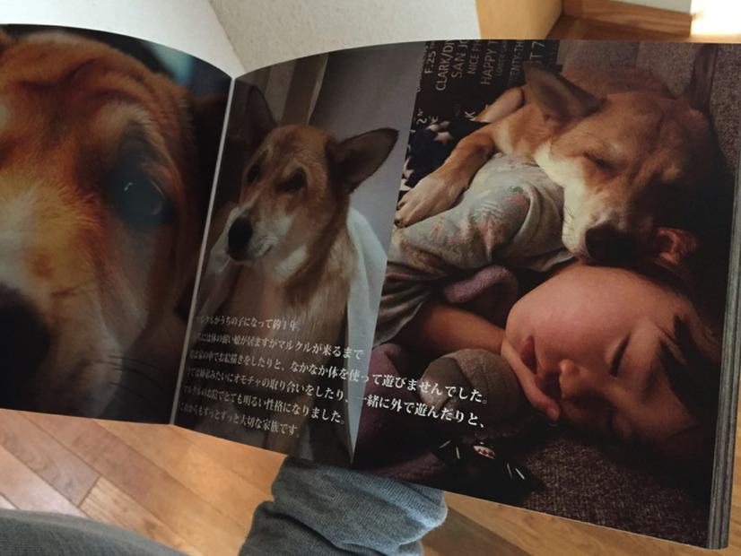 保護犬写真集のクラウドファンディングがスタート