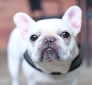 ドッグカメラの体験や愛犬との同伴来店も！ワンスタグラマー監修のカフェが表参道にオープン