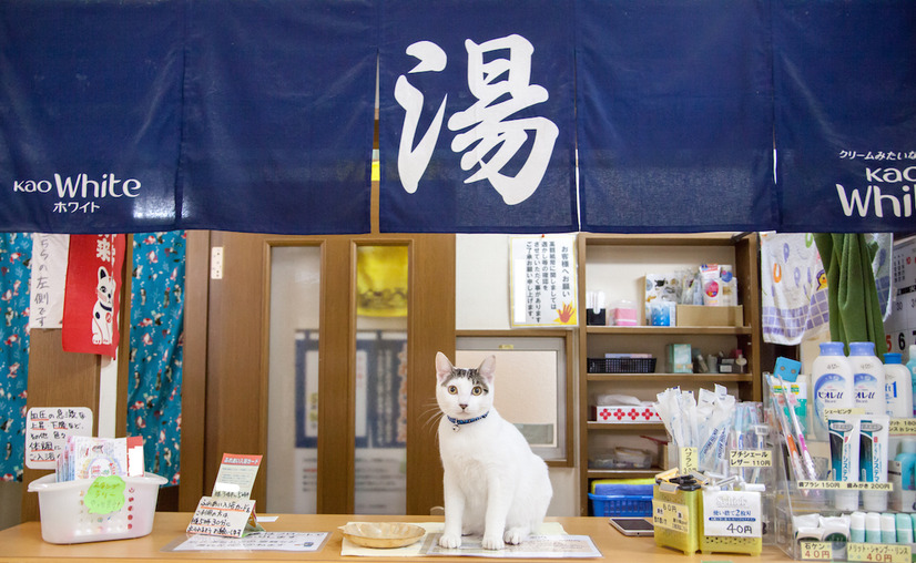 猫川クリステル、アイドル猫袋とじ…… 『週ニャン大衆』発売に