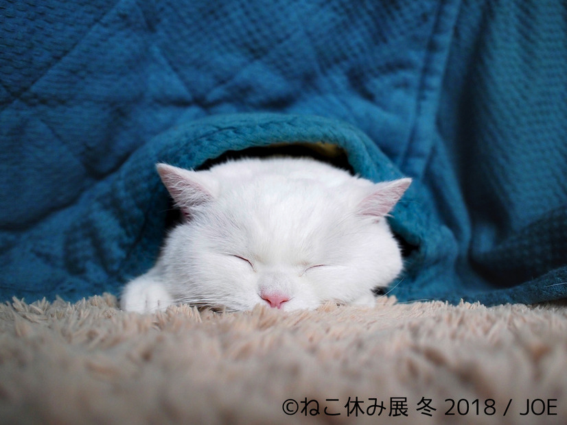 26日から開催！「ねこ休み展 冬 2018」の詳細が明らかに
