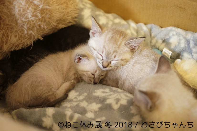 26日から開催！「ねこ休み展 冬 2018」の詳細が明らかに