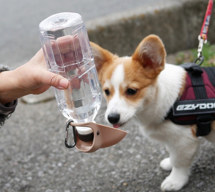 【ワンコとお出かけ Vol.5】いよいよお出かけシーズン到来！で～、水飲みグッズをチェック！