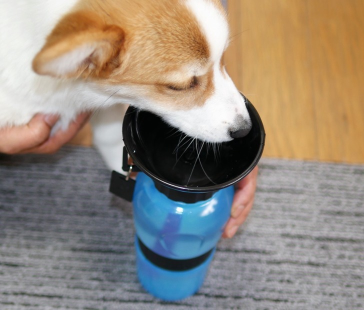 【ワンコとお出かけ Vol.5】いよいよお出かけシーズン到来！で～、水飲みグッズをチェック！