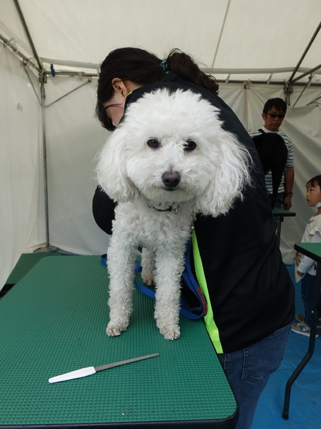 「代々木公園わんわんカーニバル2018」に行ってみた！イベント、掘り出し物もいっぱい