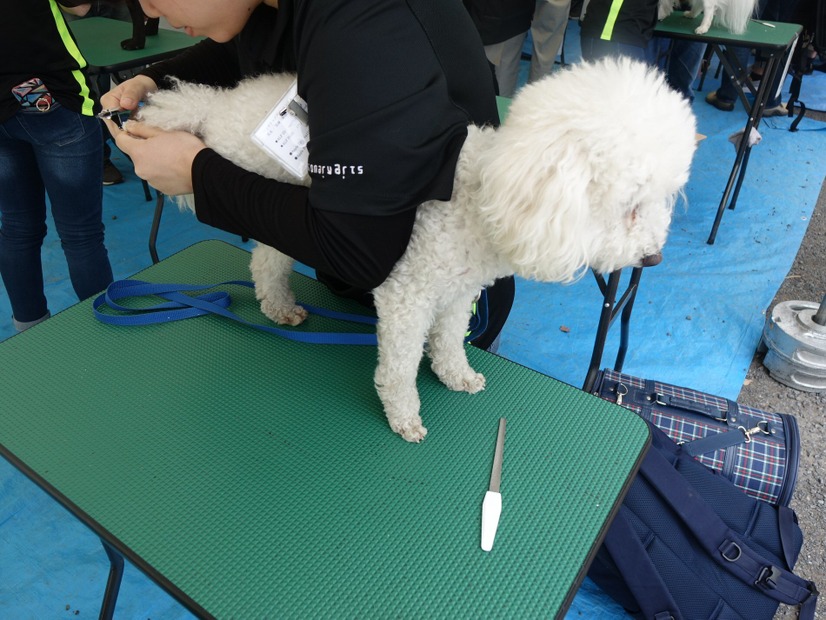 「代々木公園わんわんカーニバル2018」に行ってみた！イベント、掘り出し物もいっぱい