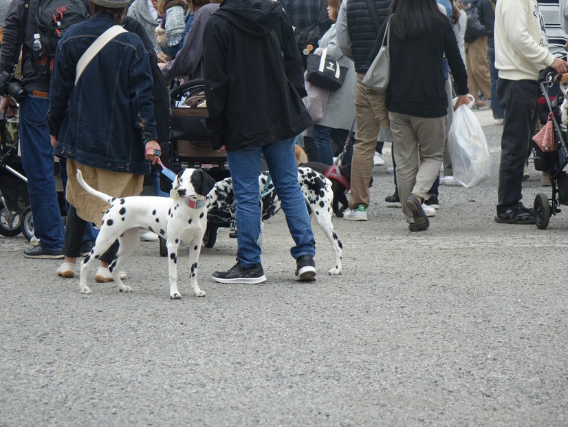 「代々木公園わんわんカーニバル2018」に行ってみた！イベント、掘り出し物もいっぱい