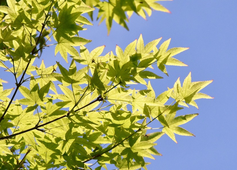 ４月～６月頃が見頃の新緑の青もみじ