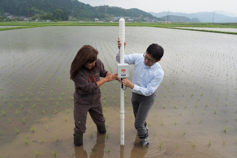 圃場では、実際に水位センサーを立てるデモもおこなわれた。水田により必要な水深は異なるので、1本ずつ設定していく