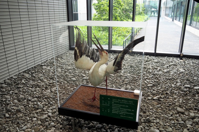 市役所に展示してあった、コウノトリの剥製。豊岡市内では、町のいたる所にコウノトリをモチーフにしたキャラクターが見られた