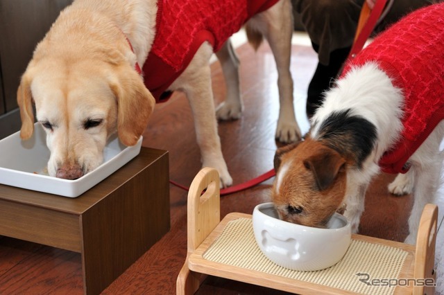 【青山尚暉のわんダフルカーライフ】愛犬との遠出、どんなことに気をつけるべき？