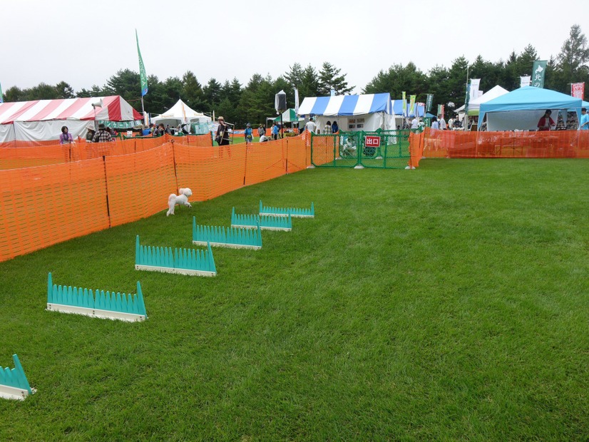 愛犬家が八ヶ岳に集合！「アウトドアドッグフェスタ in 八ケ岳 」が開幕