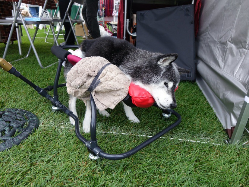 愛犬家が八ヶ岳に集合！「アウトドアドッグフェスタ in 八ケ岳 」が開幕