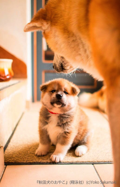 むくむくもふもふ......秋田犬親子の成長が一冊の写真集に！