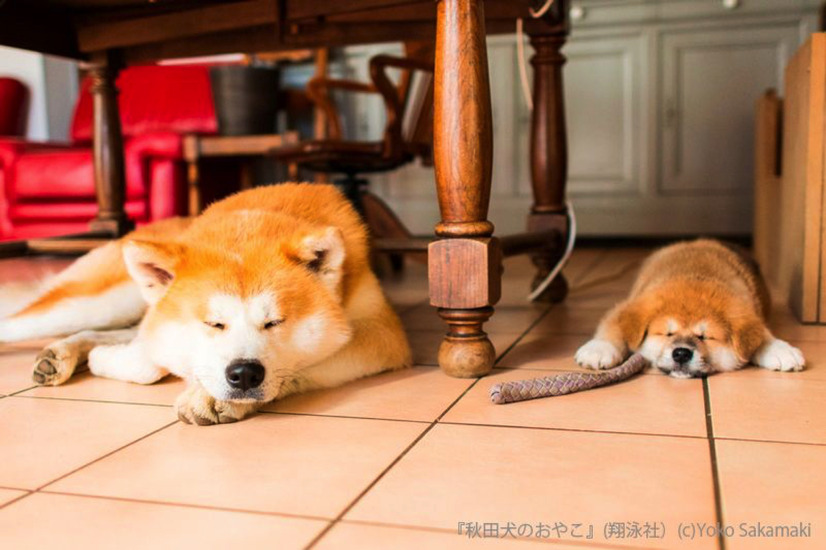 むくむくもふもふ......秋田犬親子の成長が一冊の写真集に！