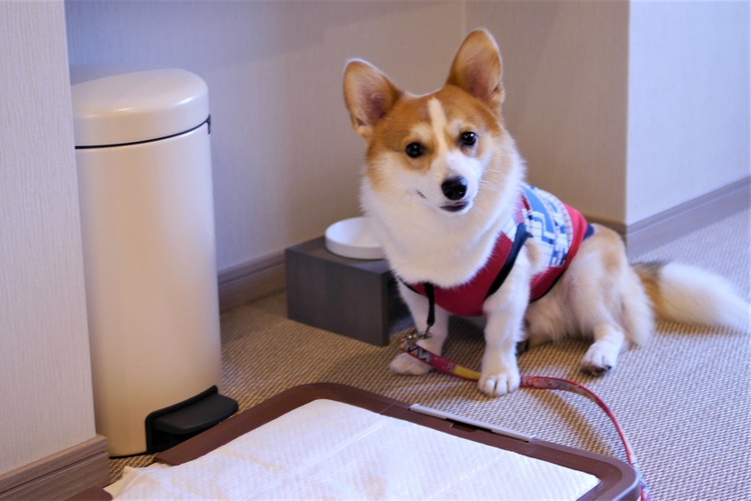 【ワンコとお出かけ Vol.24】愛犬と泊まれる！「レジーナリゾート箱根仙石原」宿泊レポート（前編）