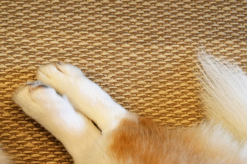 【ワンコとお出かけ Vol.24】愛犬と泊まれる！「レジーナリゾート箱根仙石原」宿泊レポート（前編）