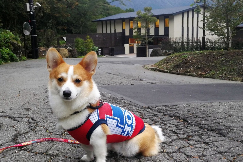 【ワンコとお出かけ Vol.25】愛犬と泊まれる！「レジーナリゾート箱根仙石原」宿泊レポート（後編）